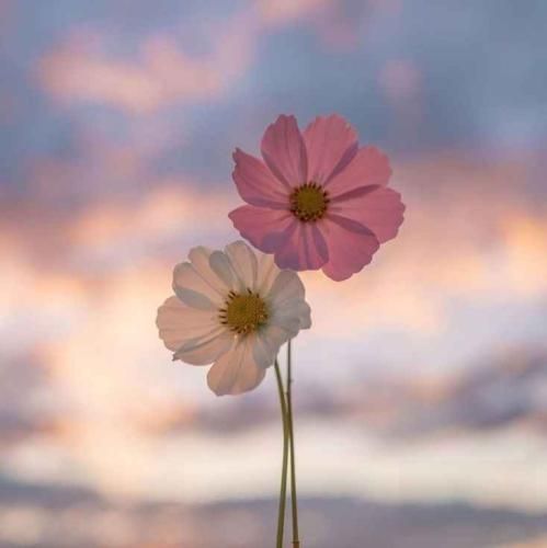  یه چیزی میگم بهت شاید بخندی بهم