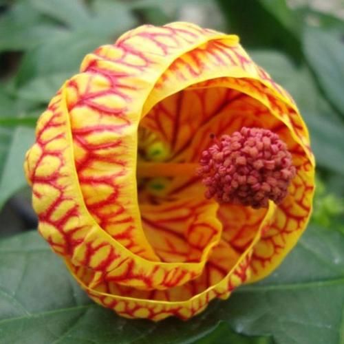  تو که ماه بلند آسمونی منم ستاره میشم با صدای زن