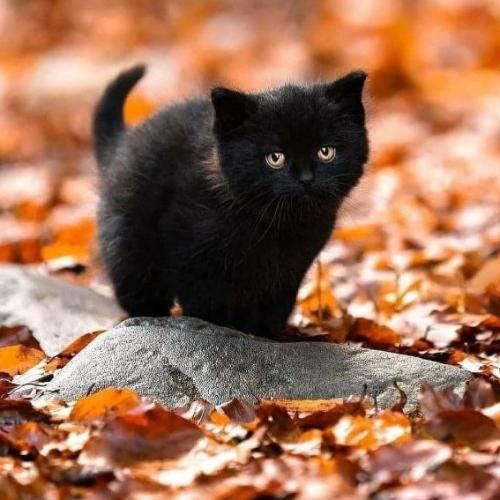 ننه ننه ننه ننه یه پسری عاشق منه اسم پسره هوشنگه با صدای بچه