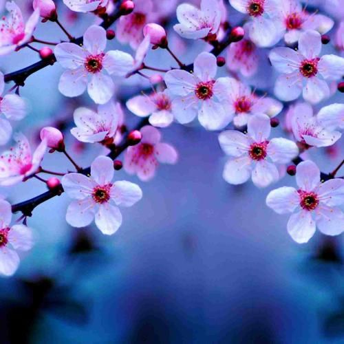  به بدن سبزت دست که کشیدم زندگیم فرق کرده