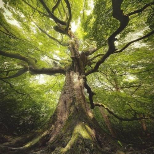  برگا همه میریزن و فصلا میرن ولی نرفت از یاد هنوز