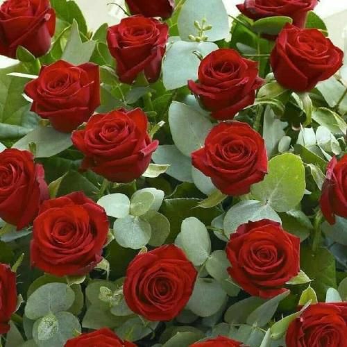 ژوپیتر چی میخوای