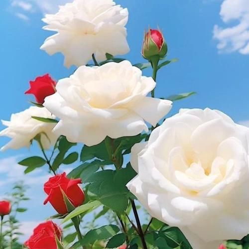  دارو ندارم گفتم اینجوری نذارم شدی ستارم
