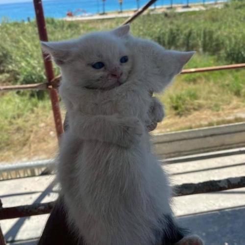 به اون شاخه گلی که رو موهاته نزن دست