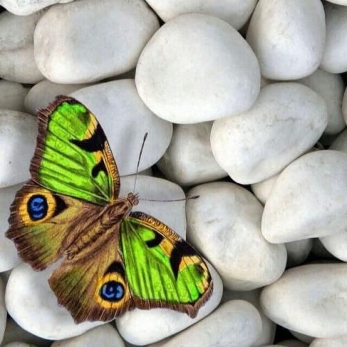 درختان که سر سبزند علف ها که می رقصند