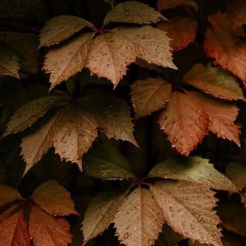  پرنده خسته بود جفت چشاشو بسته بود