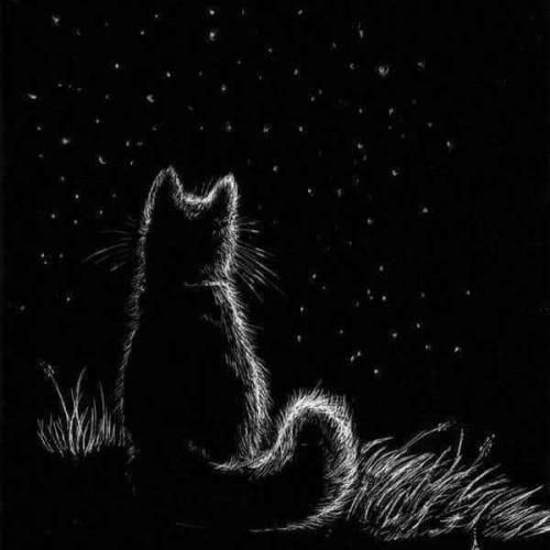 مهراد هیدن و نوا حمومی