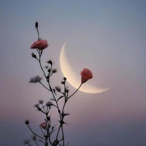  دورو ورمون پر شده از لاشخور و حسود مفت خور سگ