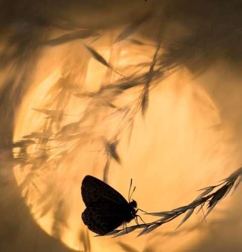 دانلود ریمیکس من شباهت دارم به پروانه کلا انقدر دور شمع میچرخم