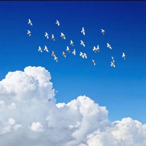 فریبرز سلیمی خون ارغوانها