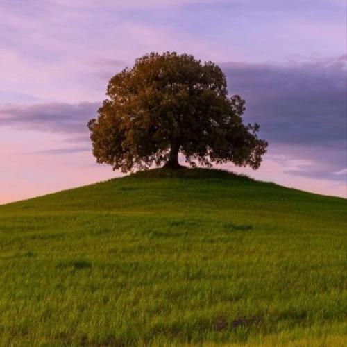 دای چه کنم ول نکنه خین و من ای دل نکنه