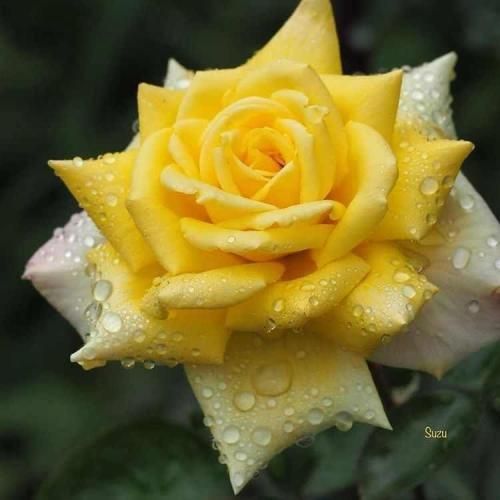  ساده تر از اونی که فکرشو کنی میرم